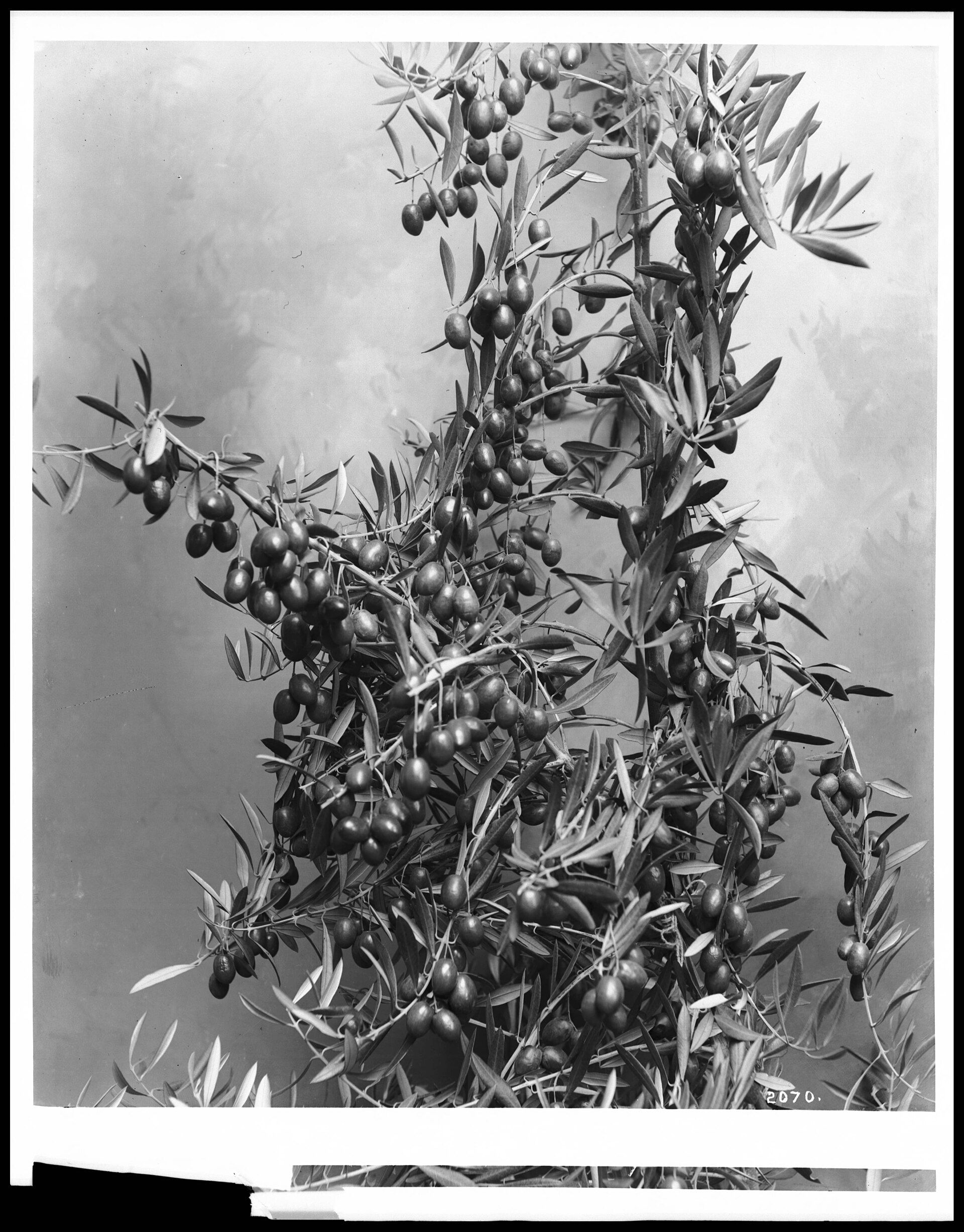 An archival glass plate study of an olive branch heavy with fruit